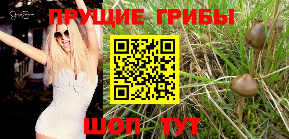 Среднеуральск  Псилоцибиновые грибы Psilocybine cubensis  Вход с VPN 
